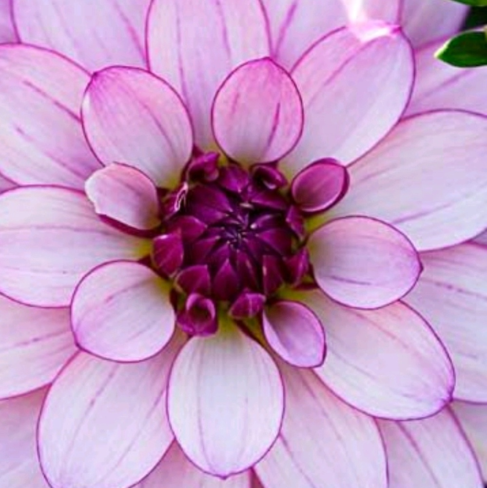 Meet your Posher, Bea